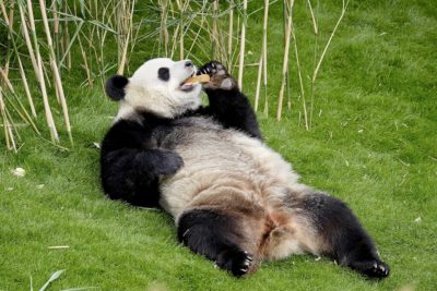 les pandas du zoo de paire daiza