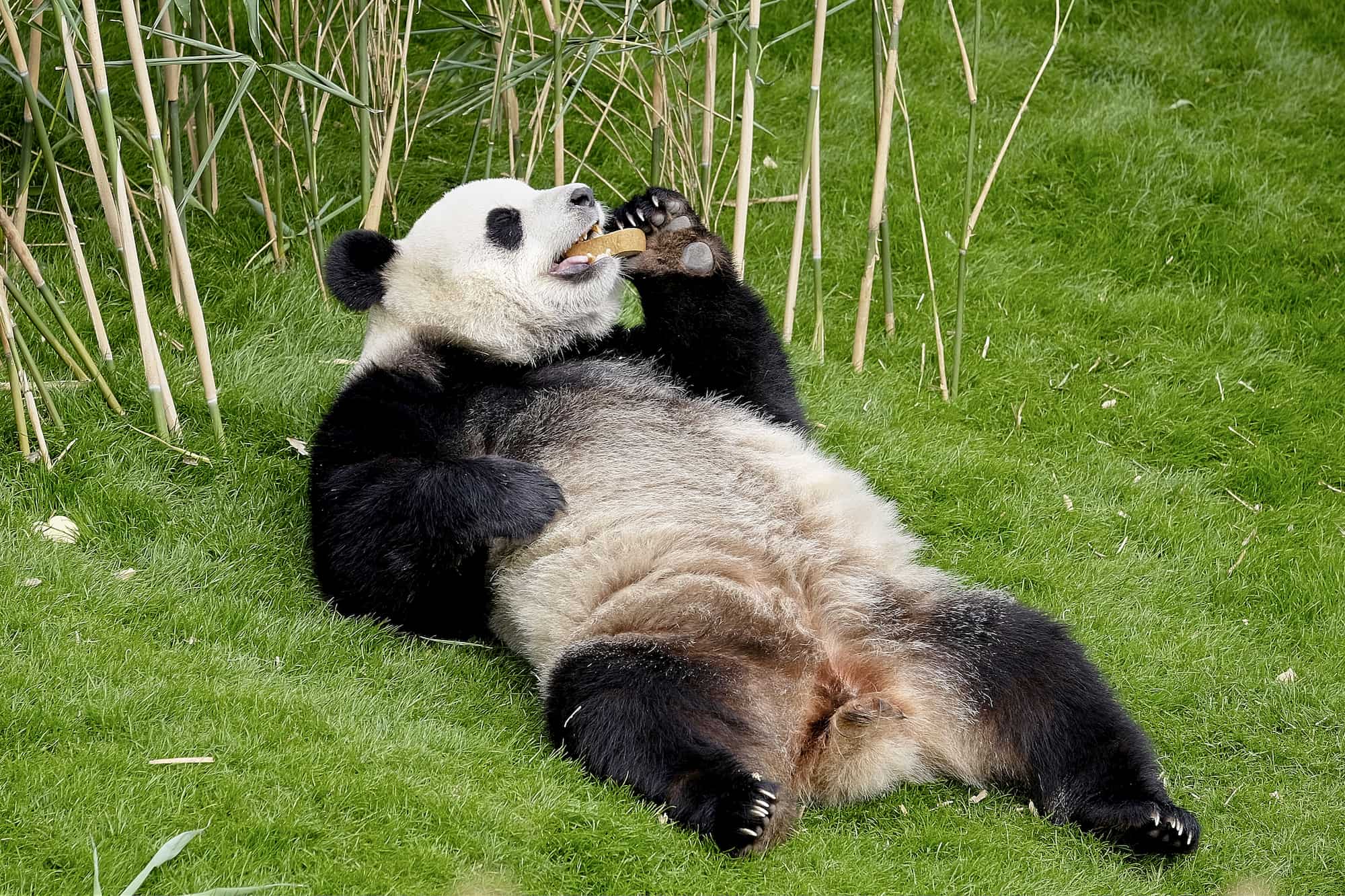 Les photos des Pandas du Parc animalier Pairi Daiza